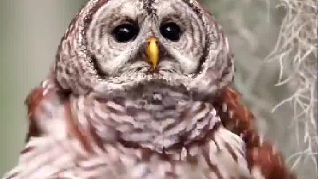 你摇起来的样子真好看……