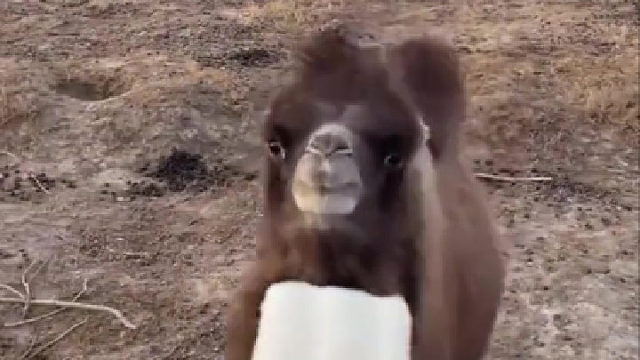 骆驼：走遍了整个沙漠，我都没能找到这个味道