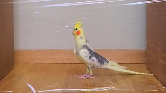 cpu都要转冒烟了才想起来会飞