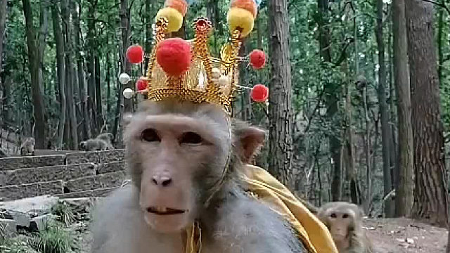 把猴子糊弄的，看到吃的就把装备扔了