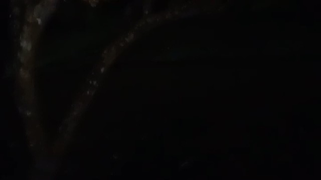 鸡晚上怎么睡觉？