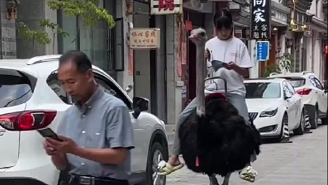 女孩在街头骑着鸵鸟看书网友：今天大象和骏马限号