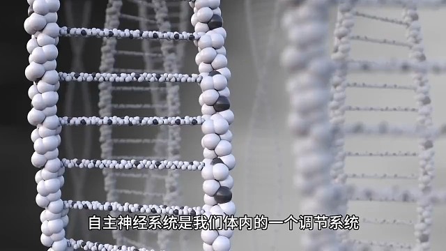 自主神经系统的功能