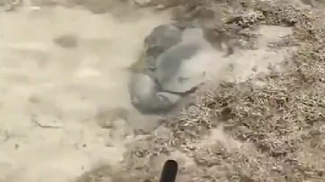 这玩意看起来好猛