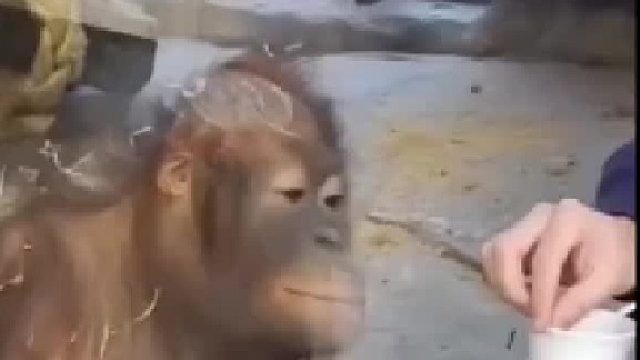 这猩猩的表情很像一个人，但想不起是谁了。