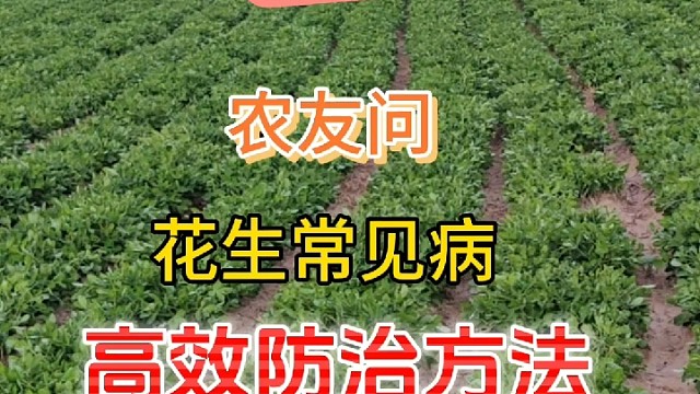 花生常见病的高效防治方法
