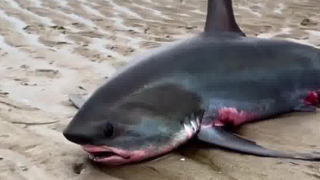 一条搁浅的长尾鲨