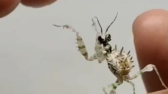 好惊艳的螳螂​​​