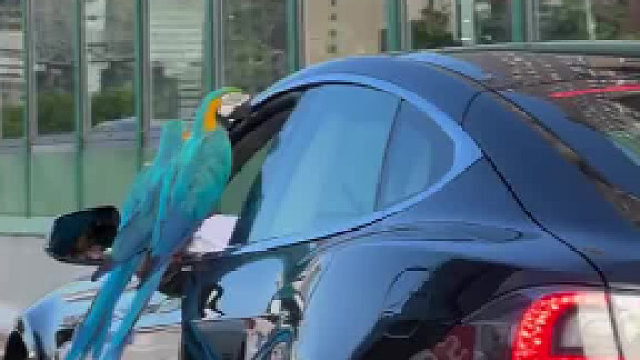 这种鸟多少钱一只​​​