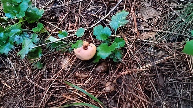 26号上山捡蘑菇