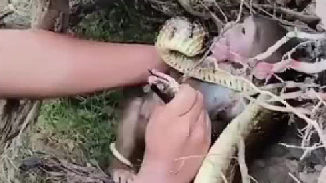 拯救被困住的小猴