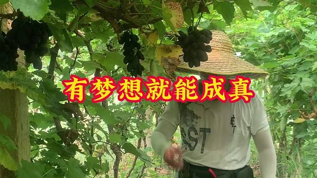 搞农业真好，有梦想就一定能成功！#我的农场生活#新鲜采摘