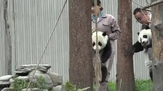 地主家的傻蛾子，坐着必须有人扶