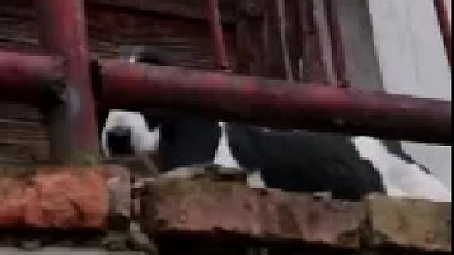 心被融化了，狗狗在抗洪消防员怀里一脸幸福