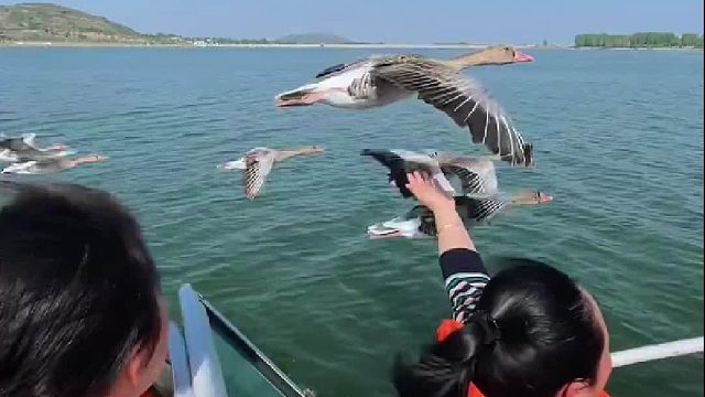 被游客托着翅膀都不想动了