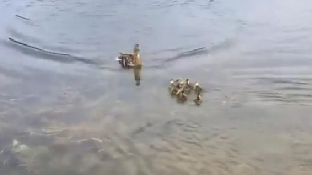 观看这只有了自己的孩子的鸭子立即收养10只孤儿小鸭