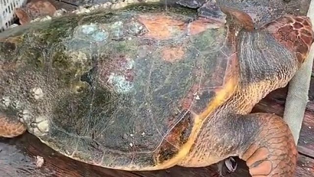 这个大哥是好人，海龟莫名都会流泪~