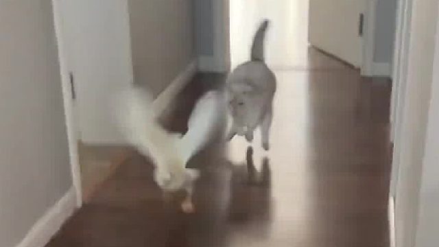 狂欢是一只鸭子的孤单