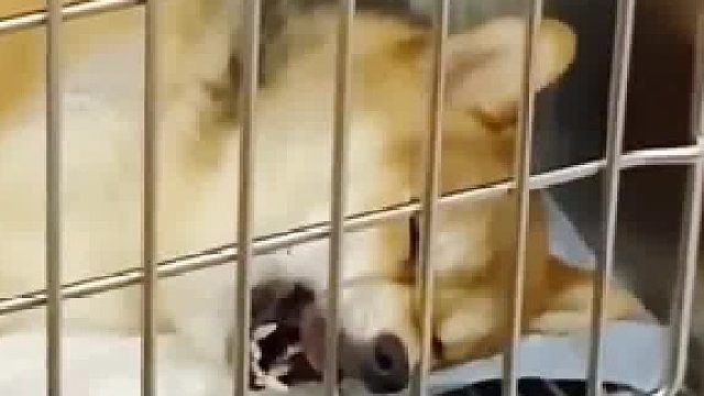 狗狗做完手术疼得直叫唤！