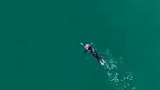 新西兰女子近海游泳引来三头虎鲸