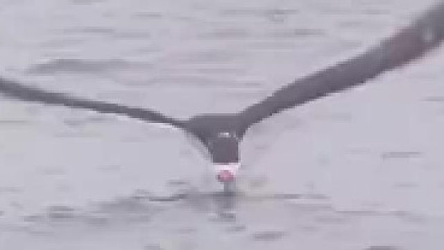 黑剪嘴码独特的抽食