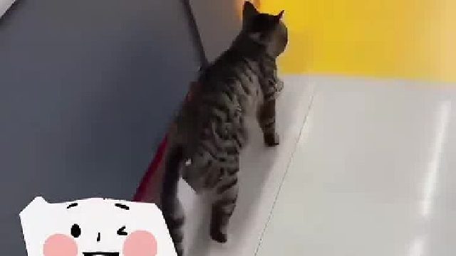 “演员”猫咪前一秒正常走路，过了黄线马上“开演”