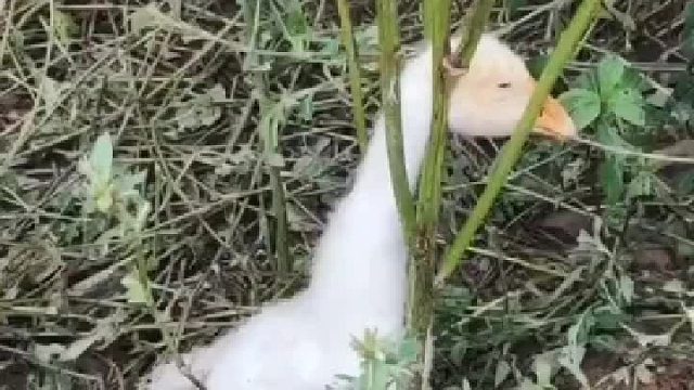 白瞎这只小鹅了，找多半天才找到！