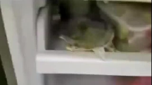 冰箱里出来用凉水怎么唤醒？用开水啊