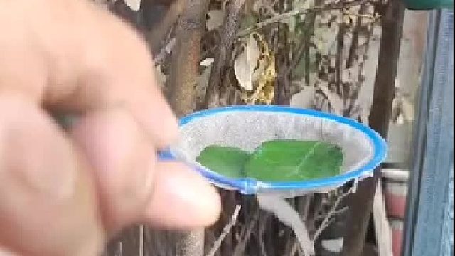 就奇怪他为什么能知道它要下蛋，还能用网接住。