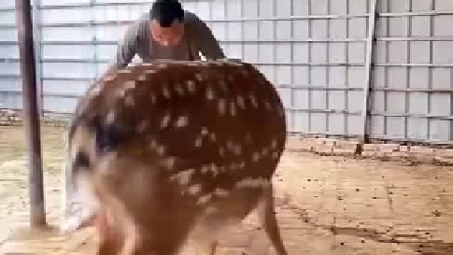 鹿：老了还得被你们抓去熬鹿胶（阿胶）