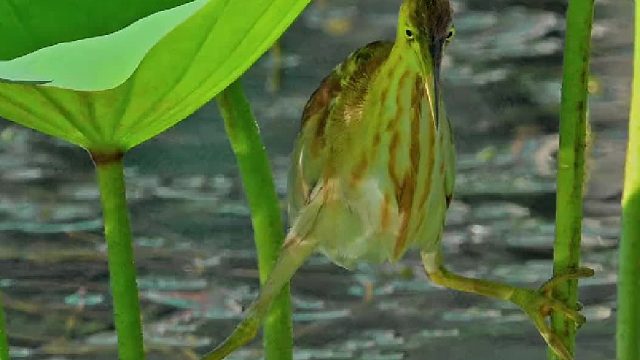 觅食中的黄苇鳽