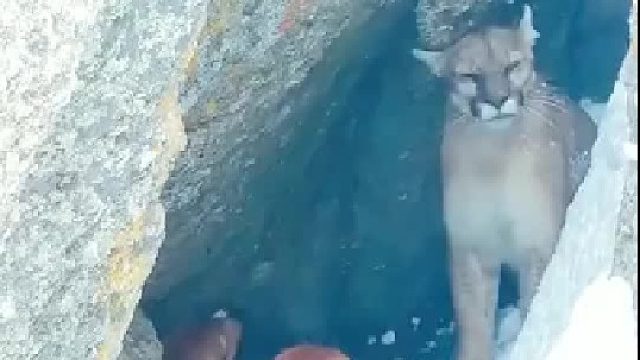 美洲狮：不是看你们后面那条狗，你们几个不够我打！