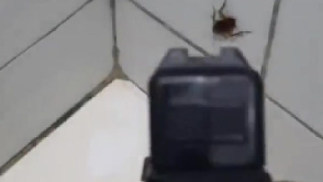 蟑螂：真让人摸不着头脑。