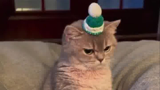 感觉脑袋上有什么东西，算了，给主人翻个白眼吧