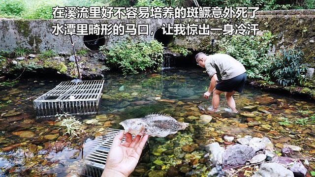 耗费16个月在溪流培养的斑鳜意外死了，水潭里畸形的马口，更是让我惊出冷汗