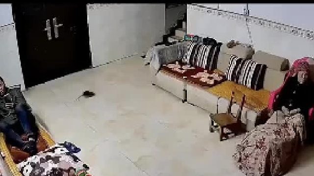 啥条件啊，家里还养这样的宠物！