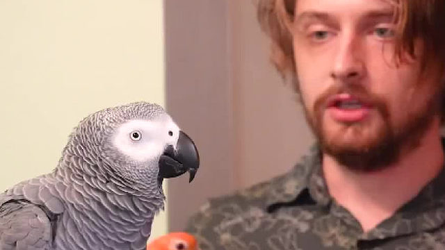 又是一只成精的鹦鹉……