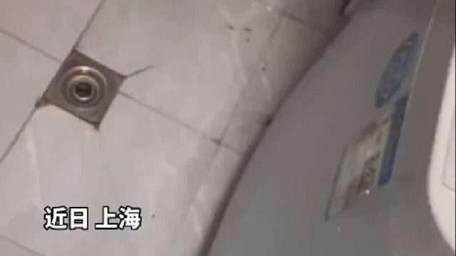 男子拿脸盆“摇骰子”式捉老鼠老鼠：万万没想到，败给了骰王
