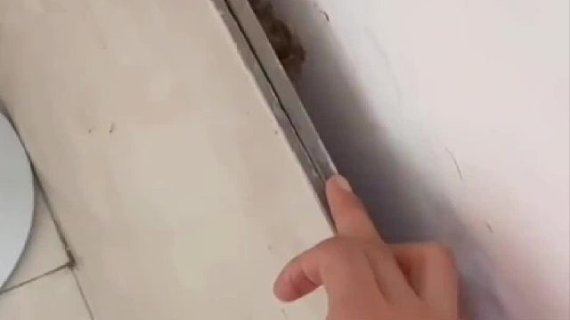 去年冬天的九个壁虎，下的蛋都出壳了，今天冬天再来应该会多好几个