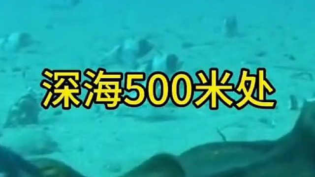 鲨鱼皮太硬，有点啃不动！