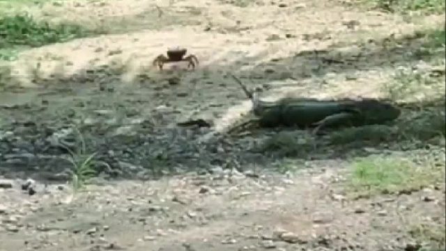 蜥蜴：这都能发现我？猫：吓！什么玩意螃蟹：还好多生了几条腿