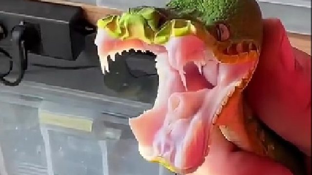 原来真的有赖皮蛇