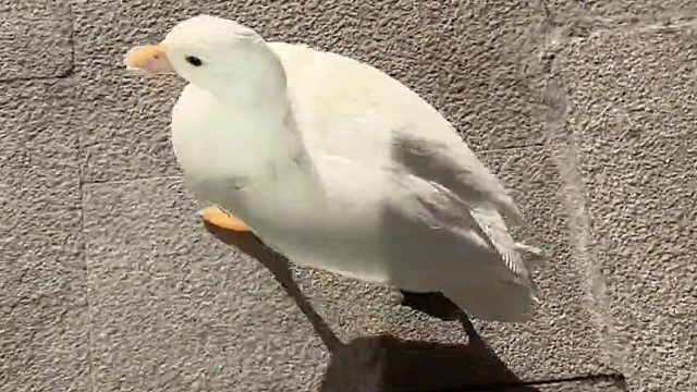 好养活：这样好的阳光以后再也看不到了