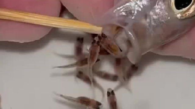 鱼肚子里面竟然有好多小鱼