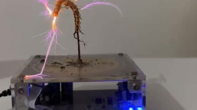 这是个狠人……蜈蚣怎么也没有想到还有这种死法！