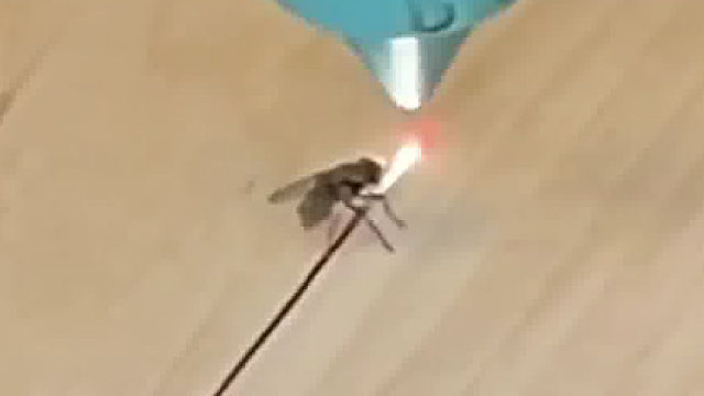 被光选中的苍蝇​​​