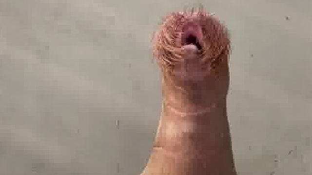 拒绝核污水排放，海洋动物为全人类发声