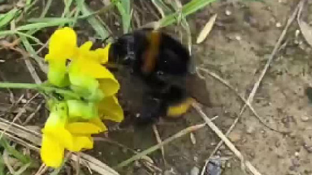 救下一只小熊蜂后，我们为她建了个家