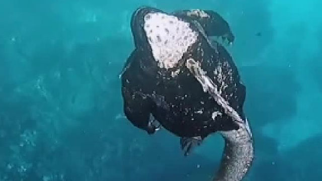 海鬣蜥，看起来有一种科幻感呢