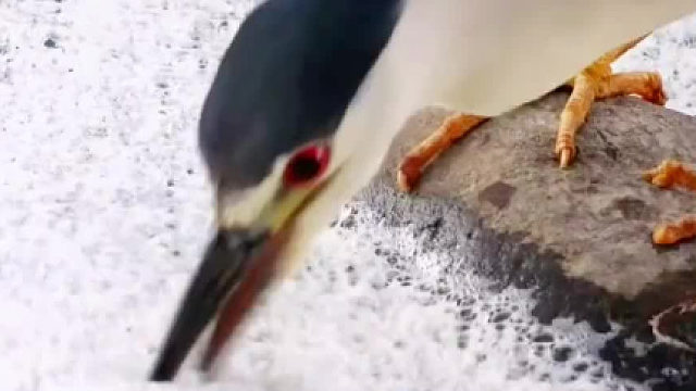 一只鸟也有自知之明，知道鱼太大，自己吞不下，自动放生……